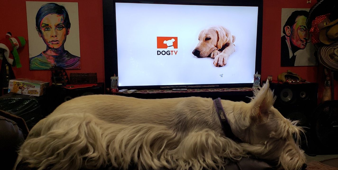 DOGTV busca ayudar a los perros a manejar el estrés y la ansiedad que les provoca separarse de sus dueños.