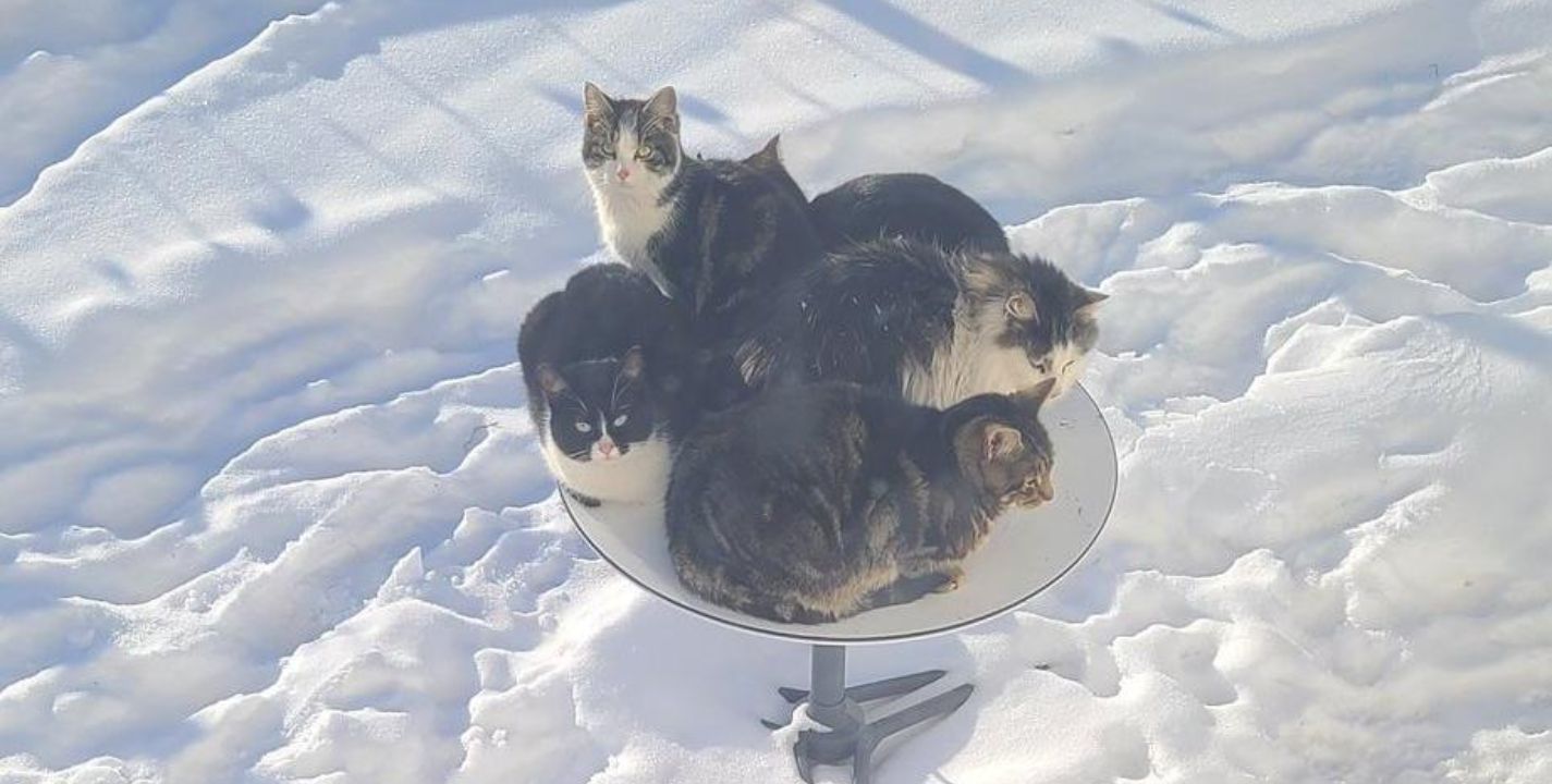 Las antenas de Startlink se llenan de gatos en invierno buscando calor