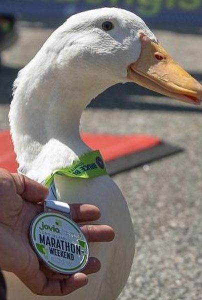 Pato corre un maratón en Nueva York y hasta obtiene una medalla