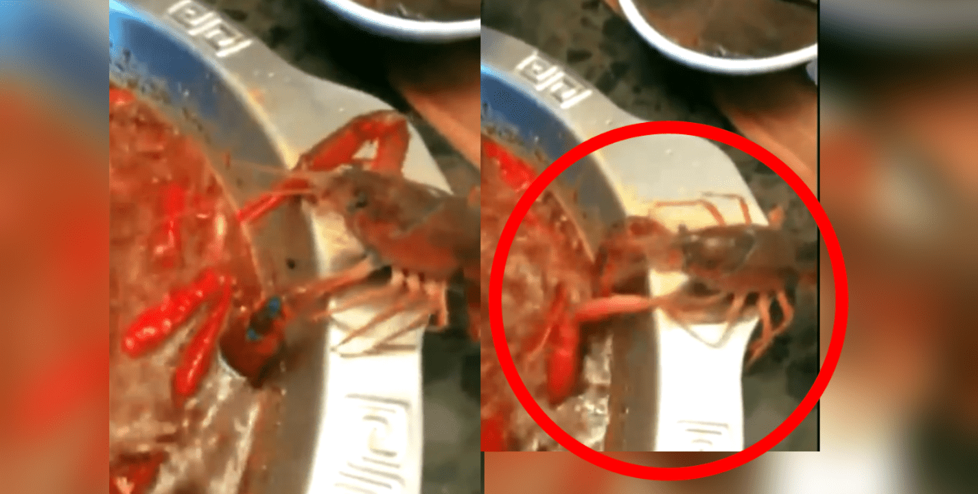 VÍDEO: Cangrejo se arranca brazo para escapar de plato hirviendo