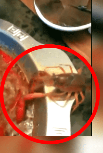 VÍDEO: Cangrejo se arranca brazo para escapar de plato hirviendo