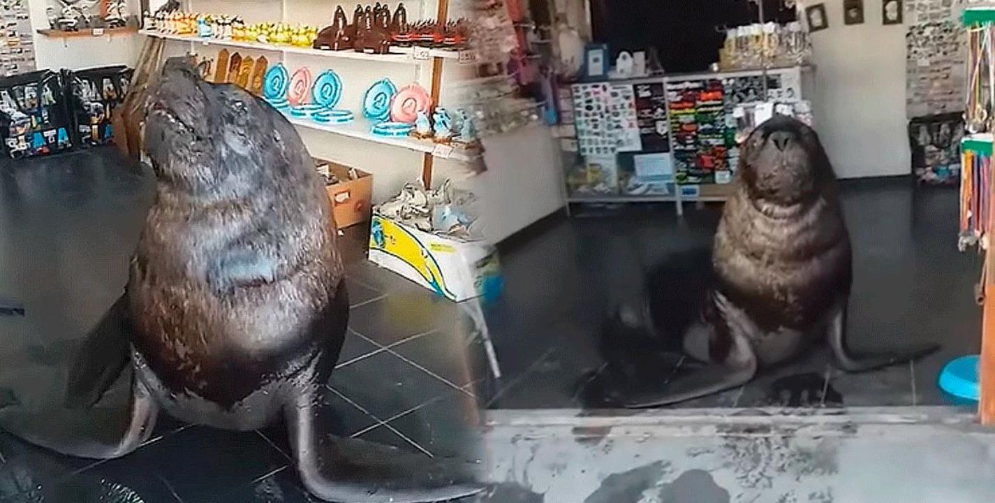 VIDEO: Lobo marino "atiende" local y mantiene una discusión con un cliente