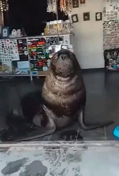 VIDEO: Lobo marino "atiende" local y mantiene una discusión con un cliente