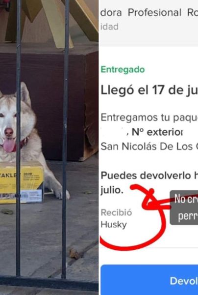 "No creo que ustedes tengan un perro que reciba sus pedidos”, escribió el dueño de un Husky que recibió su paquete de MercadoLibre mientras no estaba en casa.