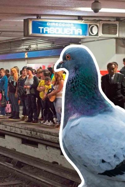 VIDEO: Graban a paloma que "sabe usar" el Metro en CDMX