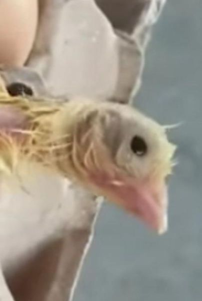 Tiktoker abre una caja de huevo y encuentra un pollito vivo
